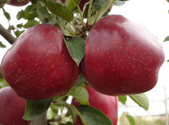 SCARLET SPUR - 90 ADETLİK KOLİ&Kargo Dahil